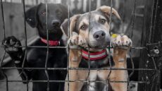 Απαγορεύεται η σίτιση αδέσποτων σκύλων στην Κωνσταντινούπολη με απόφαση της νομαρχίας