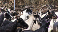Oυλόκερη αίγα: Μια αρχαία ελληνική γίδα που απειλείται με εξαφάνιση