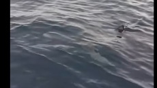 Κέρκυρα: Ψαράς συναντήθηκε με καρχαρία 3 μέτρων 1,5 μίλι από το Φρούριο - «Η καρδιά μου έτρεμε»