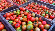 Ο Τραμπ επιβάλλει δασμούς 21% στις ντομάτες από το Μεξικό