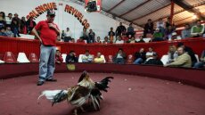 Συμμορία εισέβαλε σε αρένα κοκορομαχιών στον Ισημερινό και σκότωσε 12 άτομα