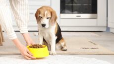 Αυτά είναι τα 5 απαραίτητα συστατικά που πρέπει να έχει η τροφή του σκύλου σας