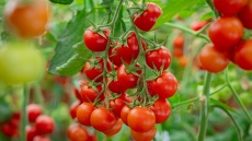 Θερμοκήπια: Επηρεάζεται η γεύση και η θρεπτική αξία; – Ένας ειδικός εξηγεί