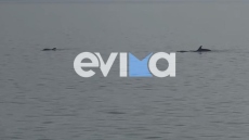 Μοναδικό θέαμα στην Εύβοια: Κοπάδι δελφινιών εμφανίστηκε στην Αιδηψό - Δείτε βίντεο