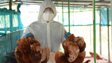 Γρίπη πτηνών: Ποιοι κινδυνεύουν περισσότερο από τη μόλυνση