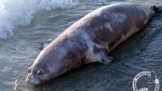 Τραγικός θάνατος φώκιας Monachus monachus στο Καστράκι Νάξου – Πνίγηκε μπλεγμένη σε πετονιές