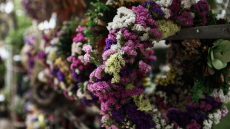 Την Παρασκευή 25 Απριλίου ανοίγει τις πόρτες της η Ανθοκομική Έκθεση Κηφισιάς