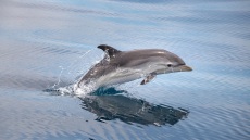 Σοκαριστική εικόνα στο Ρέθυμνο: Δελφίνι κομμένο στα δύο εντοπίστηκε σε παραλία