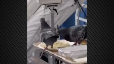 Περιστέρι τρώει φαγητό ασθενή μέσα στο νοσοκομείο Ερυθρός Σταυρός - Δείτε βίντεο