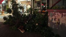 Πεσμένα δέντρα λόγω των θυελλωδών ανέμων στην Αττική - Βίντεο