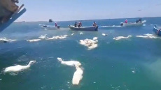 Υεμένη: Ψαράδες έσωσαν πρόβατα που έπεσαν στη θάλασσα από πλοίο που ναυάγησε - Δείτε βίντεο