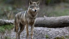 4 γνωστά πράγματα που πιστεύουμε για τους λύκους και δεν έχουν σχέση με την αλήθεια