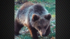 Η «Μάρθα», το ορφανό αρκουδάκι που είχε βρεθεί σε αυλή σπιτιού στην Κοζάνη, επιστρέφει στη φύση - Δείτε βίντεο