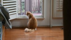 Δείτε τι μπορείτε να κάνετε αν η γάτα σας νιώθει άσχημα κάθε φορά που φεύγετε από το σπίτι