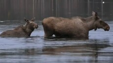 Κολλημένοι στο live streaming οι Σουηδοί για τη «μεγάλη μετανάστευση της άλκης»