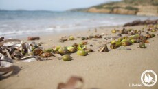 «Σπάνιο φαινόμενο» σε αρκετές ελληνικές ακτές - Τι είναι οι καρποί Ποσειδωνίας και πού εμφανίζονται