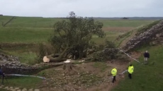 Ένοχοι κρίθηκαν οι δύο άνδρες που έκοψαν το εμβληματικό δέντρο Sycamore Gap στη βόρεια Αγγλία