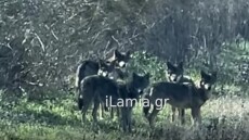 Φθιώτιδα: Μέρα μεσημέρι αγέλη λύκων αλώνιζε στον κάμπο του Σπερχειού