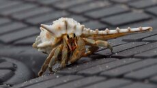 Τρεις συλλήψεις στην Ιαπωνία για παράνομη εξαγωγή καβουριών – Είχαν χιλιάδες μέσα σε βαλίτσες
