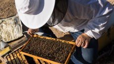 Βουλγαρία: Οι μελισσοκόμοι προειδοποιούν για την ανησυχητικά υψηλή θνησιμότητα μελισσών