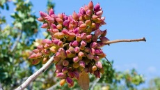 Φιστίκι Αιγίνης και φιστίκι Σαντορίνης - Έχουν όντως διαφορά;