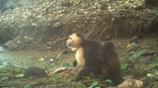 Νεαροί καπουτσίνοι στον Παναμά γίνονται... απαγωγείς - Αρπάζουν μωρά πιθήκων άλλου είδους 