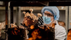 Νόσοι Αλτσχάιμερ, Πάρκινσον και εγκεφαλικό: Η φύση έχει τη λύση σε 4 πανίσχυρα μανιτάρια