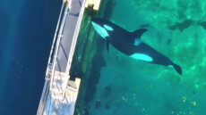 Οι τελευταίες όρκες της Γαλλίας εκπέμπουν SOS – Είναι παγιδευμένες σε εγκαταλελειμμένο θαλάσσιο πάρκο, δείτε βίντεο