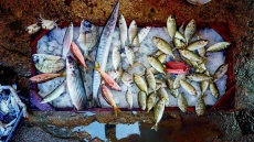 Στην ψαραγορά της Αλ Μαντίγια