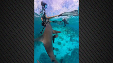 Η στιγμή που καρχαρίες ορμούν σε δύτες στην Αυστραλία - Τα σοκαριστικά πλάνα που κατέγραψε η κάμερα