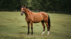 Θεσσαλονίκη: Προκαταρκτική έρευνα για το περιστατικό με το άλογο που δάγκωσε 9χρονο αγοράκι
