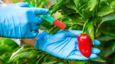 Δεν είναι ταινία sci-fi: Νέα τρόφιμα χωρίς σήμανση και έλεγχο με τη βούλα της ΕΕ;