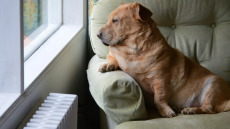 Ξέρει ο σκύλος σας πόσες ώρες λείπετε; Πώς αντιλαμβάνεται το πέρασμα του χρόνου