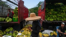 Τέλος της απεργίας στον κολοσσό της μπανάνας Chiquita στον Παναμα 
