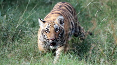 Ινδοί χωρικοί σκότωσαν και διαμέλισαν τίγρη που σκότωνε τα ζώα τους