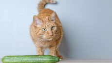 Ο απίθανος λόγος που πολλές γάτες φοβούνται τα αγγούρια
