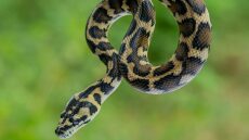 Φίδι δάγκωσε ηλικιωμένη στη Φωκίδα - Διακομίστηκε σε νοσοκομείο της Πάτρας