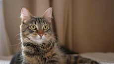 Ποιος είναι «ο κανόνας του 3» που ισχύει όταν υιοθετείτε μια γάτα