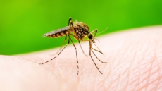 ΕΟΔΥ: 87 κρούσματα λοίμωξης από τον ιό του Δυτικού Νείλου και 7 θάνατοι έχουν καταγραφεί συνολικά 