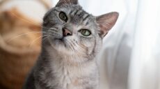 Με ποιον τρόπο οι γάτες αναγνωρίζουν τον κηδεμόνα τους -Ίσως δεν είναι αυτός που νομίζετε