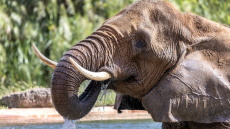 Ζιμπάμπουε: Πενήντα «υπεράριθμοι» ελέφαντες θα σφαγιαστούν σε έναν φυσικό δρυμό