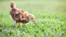 Πλαστικά σε όλη τη Μεγάλη Βρετανία - Ο φόβος για μόλυνση ολόκληρης της τροφικής αλυσίδας