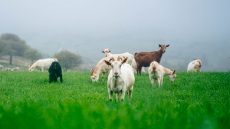 Νέα καινοτόμα πρότυπα βιωσιμότητας στη γαλακτοπαραγωγή