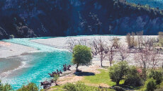 Μύκητες εισαγωγής σκοτώνουν τα ελληνικά δάση - Ποιες περιοχές βρίσκονται στο κόκκινο