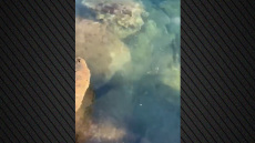 Καταγγελία από τον Ναυτικό Όμιλο για πιθανή ρύπανση στον κόλπο της Βουλιαγμένης - Δείτε βίντεο