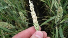 Κινέζοι κατηγορούνται ότι επιχείρησαν να φέρουν στις ΗΠΑ επικίνδυνο μύκητα
