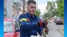 Σπάρτη: Βρήκαν φίδι άνω του ενός μέτρου στην αυλή τους - Το απομάκρυνε πυροσβέστης, δείτε βίντεο