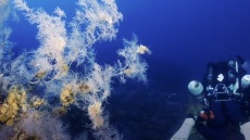 Η Ελλάδα θωρακίζει με απόφαση του υπουργείου Περιβάλλοντος αποικίες κοραλλιών στο Βόρειο Αιγαίο