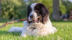 Εθνικό Μητρώο Ζώων Συντροφιάς: Πόσα ζώα έχουν καταγραφεί, πόσα είναι τα αδέσποτα