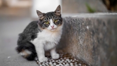 Ποιοι διακινούν διεστραμμένα βίντεο με «βασανιστήρια κατά παραγγελία» γατών και θανάτωσή τους στο διαδίκτυο; 